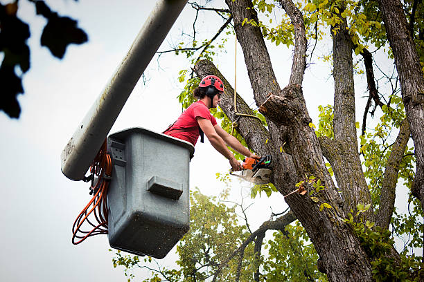 Tree Service Company in Tarpon Springs, FL